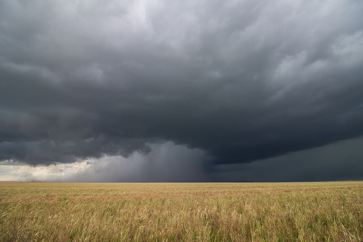 A dark supercell thunderstorm releasing a core of rain and hail over an open wheat field